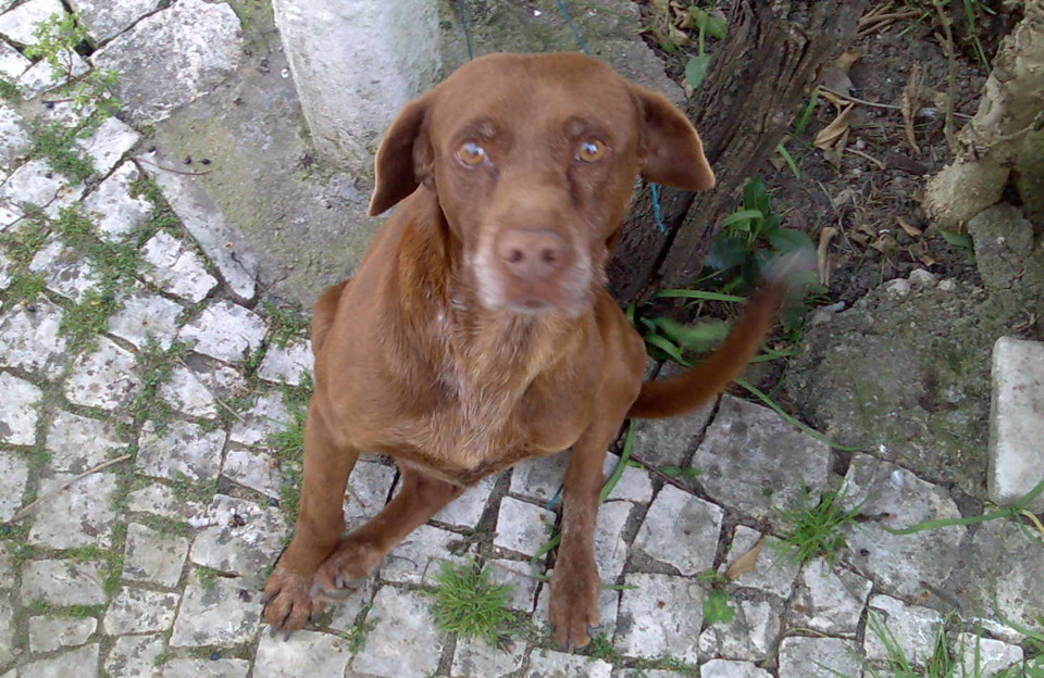 Zizou 16022008019.jpg