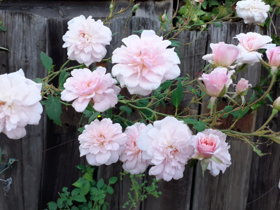 Rosas de Santa Teresinha. Foto original. 2021.09.19.jpg