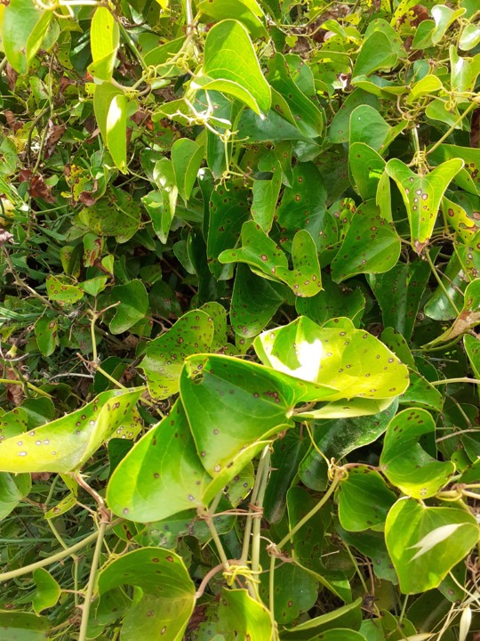 Planta pegajosa. Foto Original. 2021.06.22.jpg