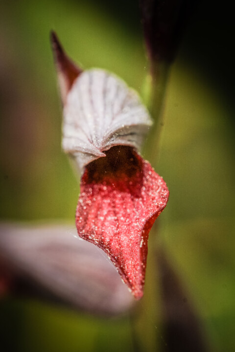 serapias strictiflora 3.jpg