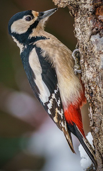 woodpecker-5900671_960_720.jpg