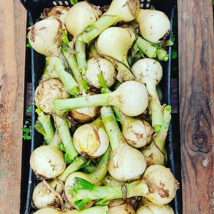 485476031_18468381502066958_2117011667181642125_n.