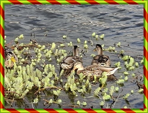 27b_Ponte_de_Lima (335).jpg