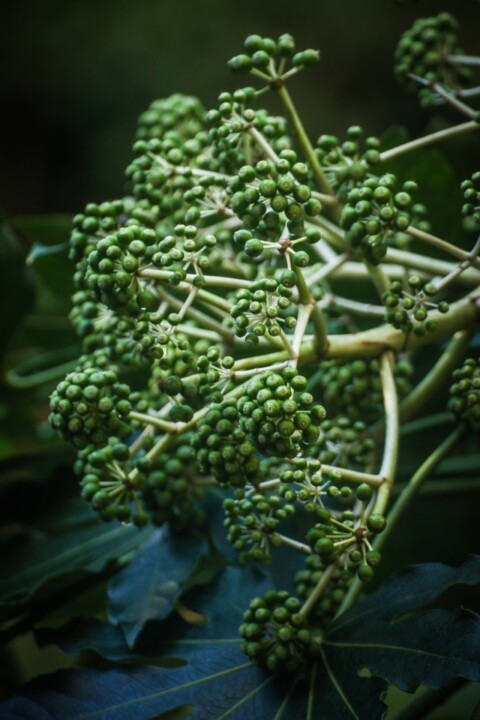 estufa fria dezembro 8.jpg