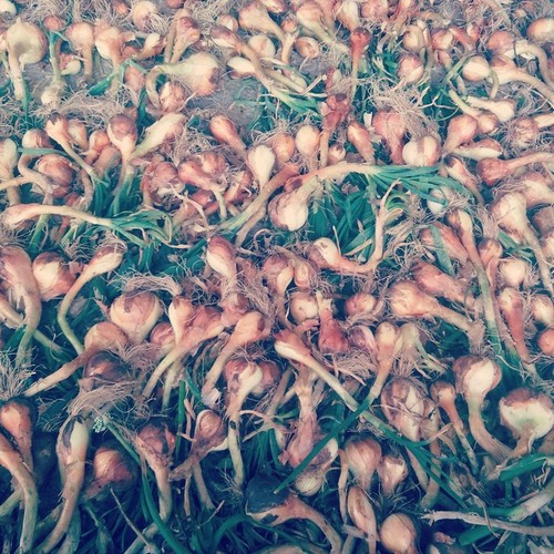 13240685_709046945901736_3105447918623689070_n.jpg 13240685_709046945901736_3105447918623689070_n.jpg