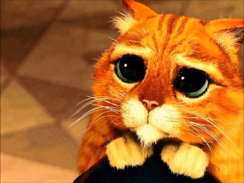 gato.jpg gato.jpg