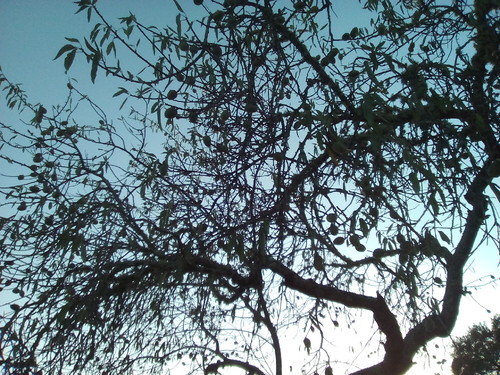 Original DAPL Amendoeira Verão II. 2017.jpg