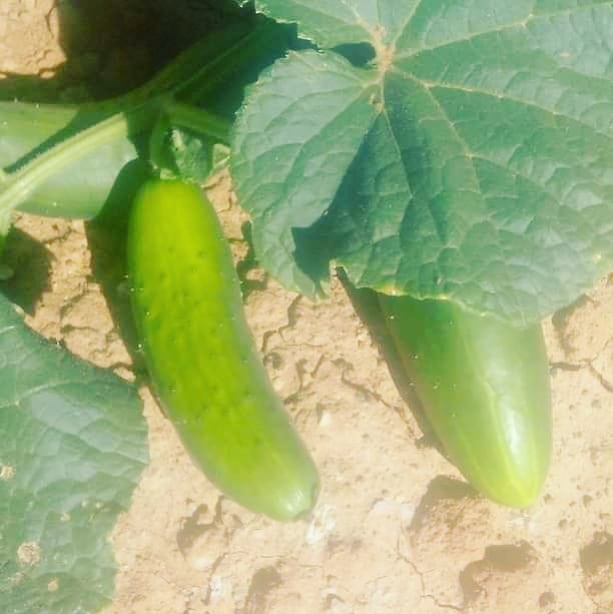 217441071_2069336376539446_3998247675618453560_n.j