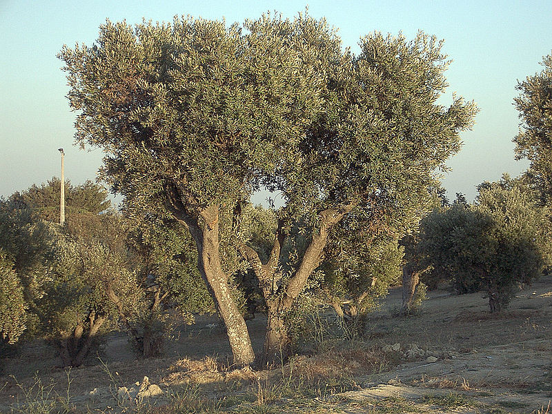 800px-Olea_europaea_subsp_europaeaOliveTree.jpg