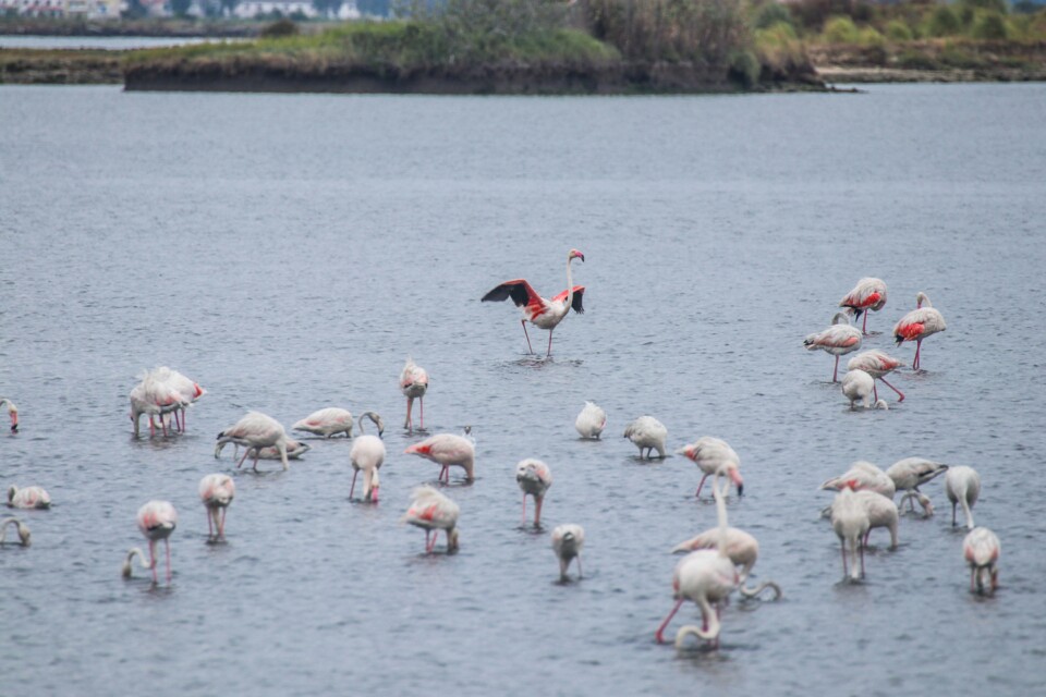 flamingo-comum 10.jpg