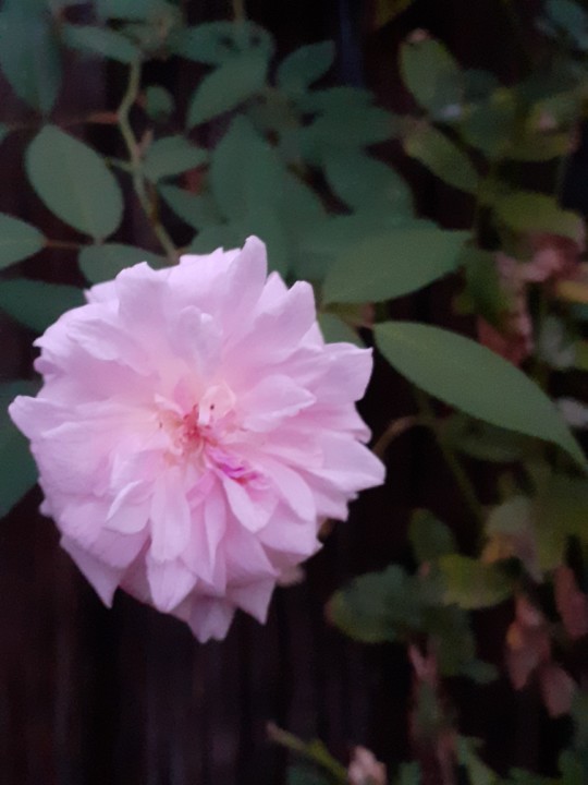 Rosa Santa Terezinha. Foto Original. 2021.10.20.jpg