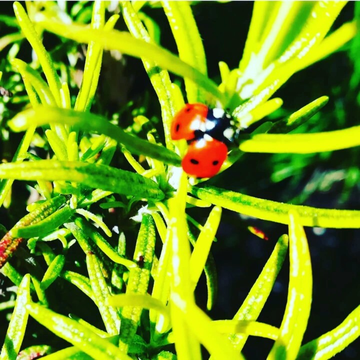 490061709_18472364182066958_7865247635382749185_n.