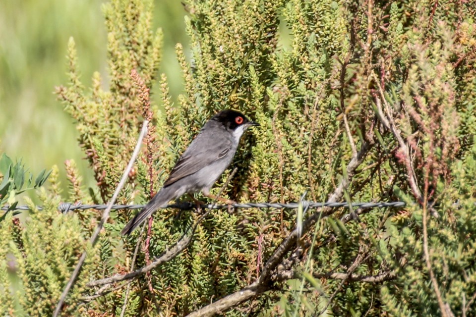 sylvia melanocephala 4.jpg