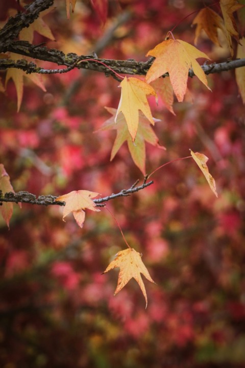 outono_quinta_das_conchas 12.jpg