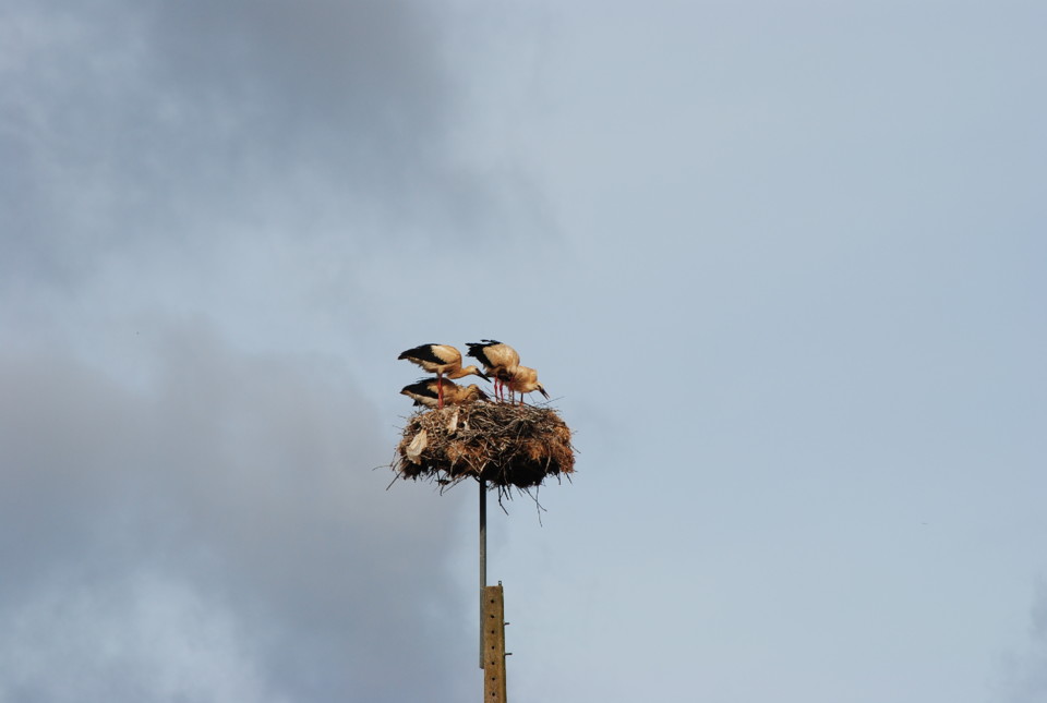 cegonhas Nova pasta 412.jpg cegonhas Nova pasta 412.jpg