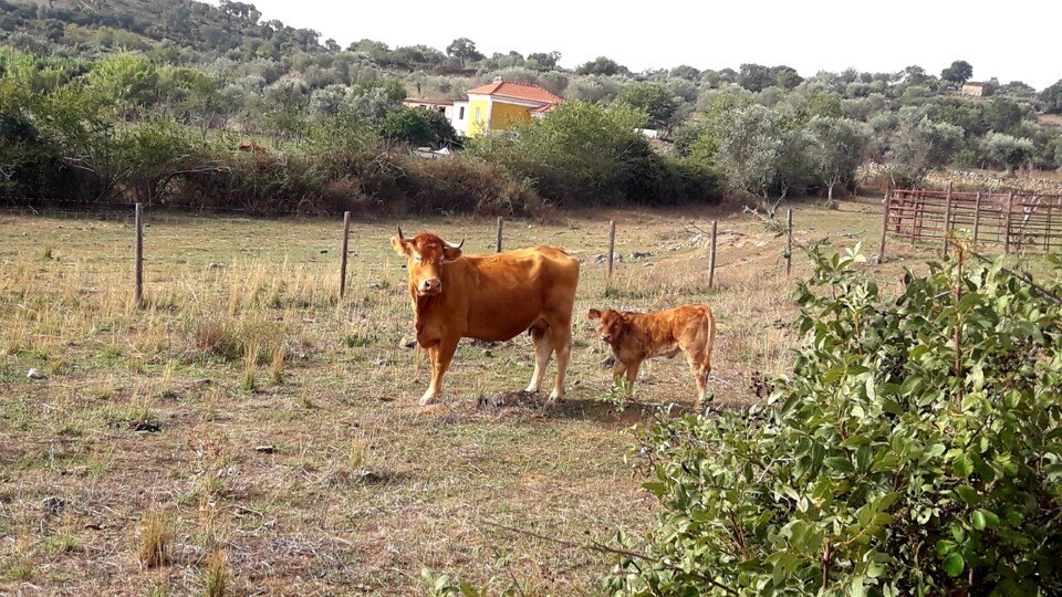 VACAS.jpg