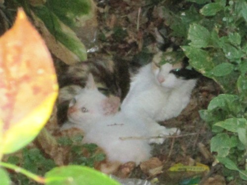 IMG_4344.JPG IMG_4344.JPG