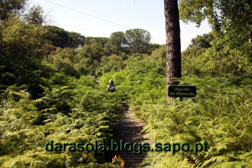 Donana_B_19.JPG Donana_B_19.JPG