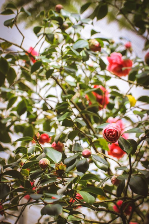 camellia japonica 8.jpg camellia japonica 8.jpg