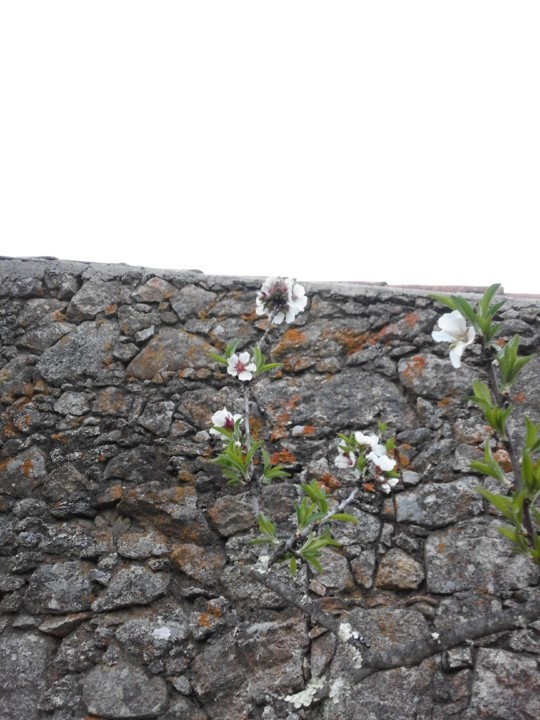 Foto Original. A flor da 1ª do Ano. 2019. 02. jpg