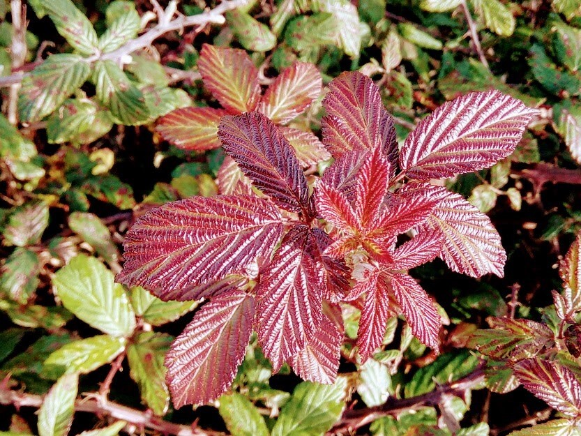 81014067_2806078332757049_1562741704828649472_n.jp