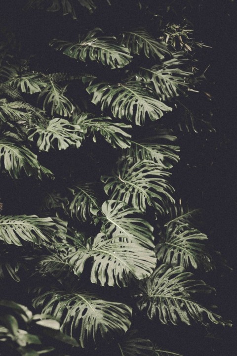 Monstera delicosa 2.jpg