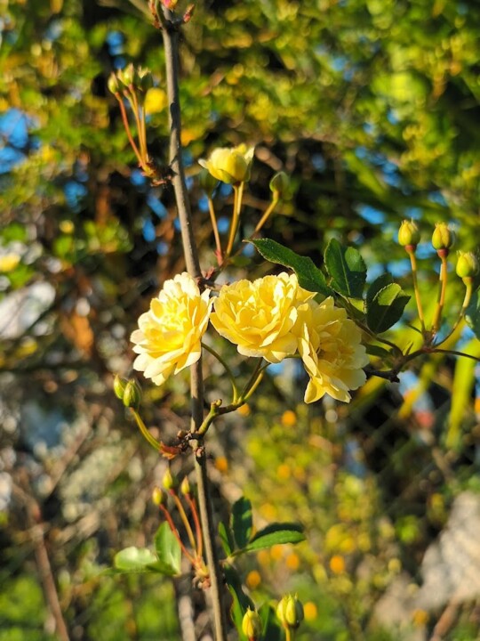 Não me canso disto primavera.jpg