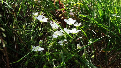 flores2.jpeg flores2.jpeg