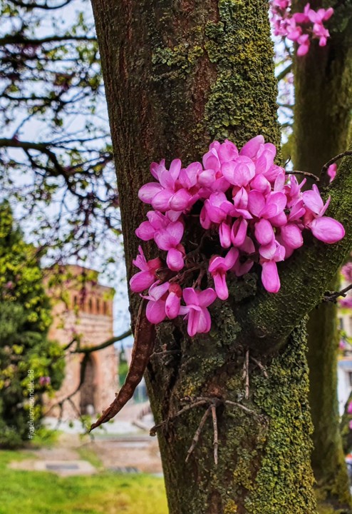 187517784_2697334557225874_3667081628795884681_n.j