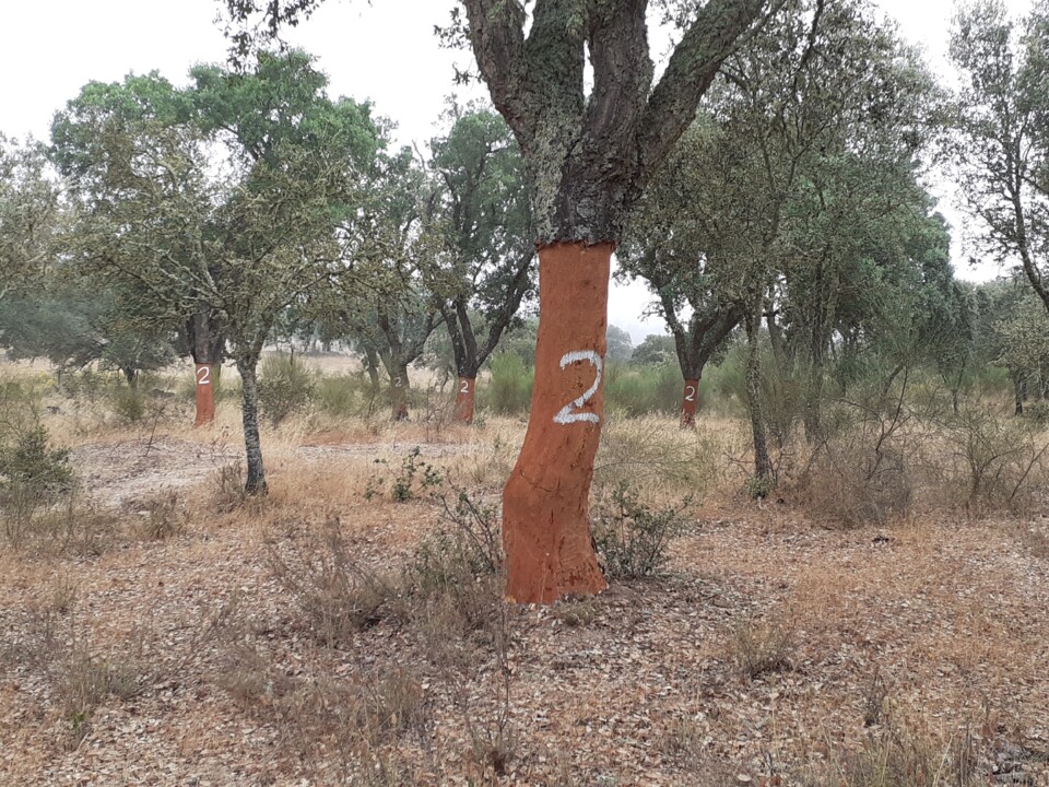 Sobreiros marcados. Foto original. 2022.07.06.jpg