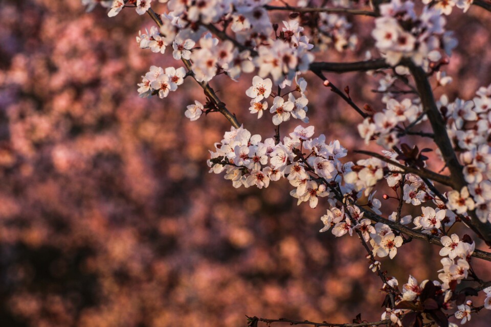 ameixeira-de-jardim 2 a.jpg