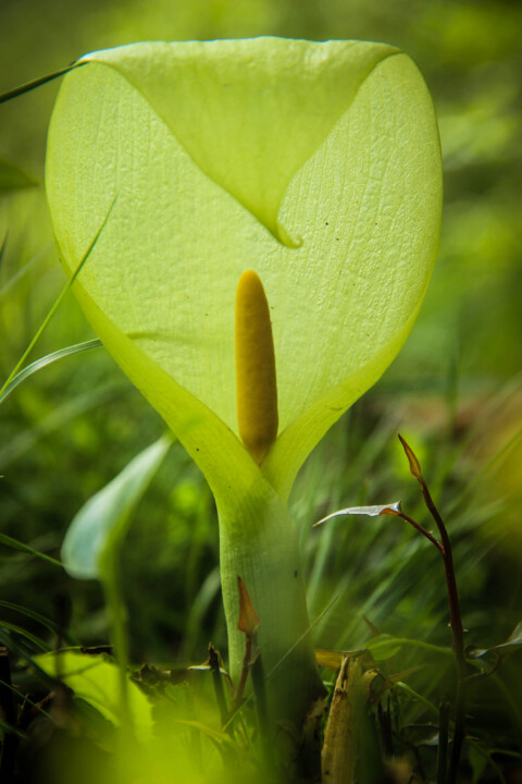 jarro-dos-campos 1.jpg