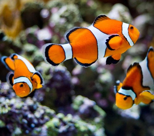 OCEANÁRIO DE LISBOA.jpg