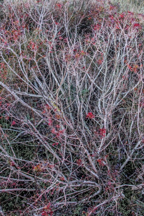 lagoa_de_obidos 4.jpg