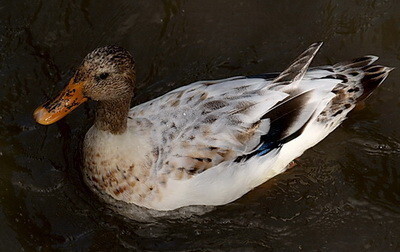 pato.jpeg