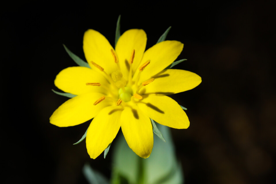 blackstonia acuminata 1.jpg