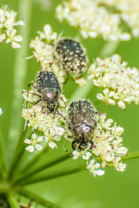 escaravelho das flores 1.jpg