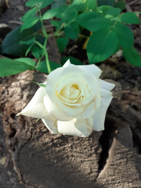 Rosa branca. Foto Original. 2022.08.23.jpg