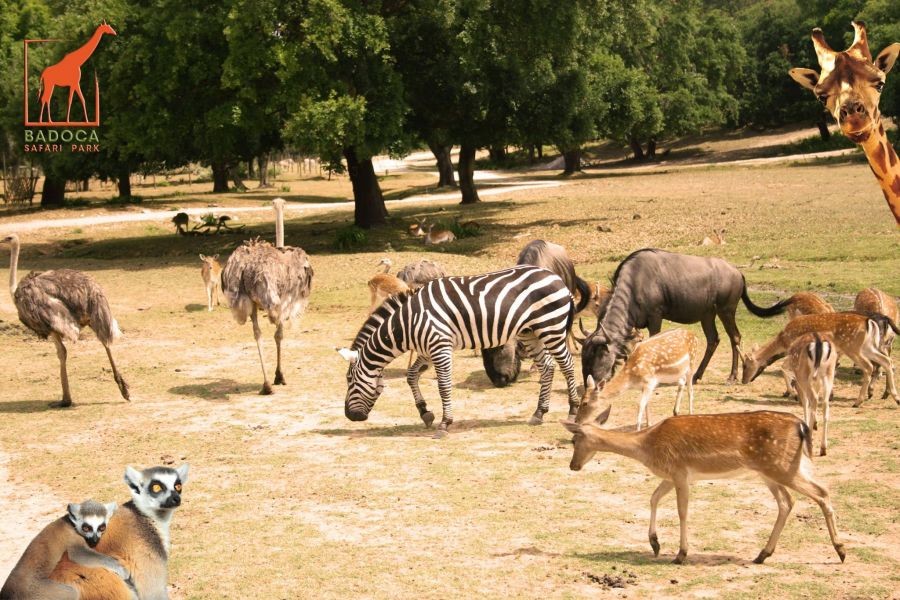 badoca-park-safari.jpg