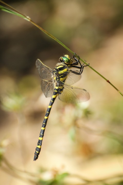 libelula_anelada 1.jpg