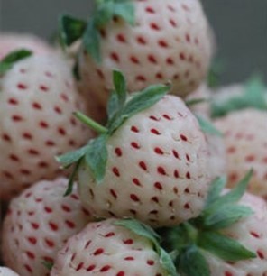 Frutilla branca (2).jpg