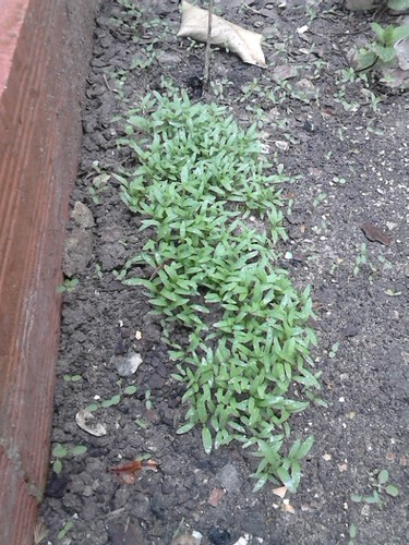 Os nossos coentros.jpg