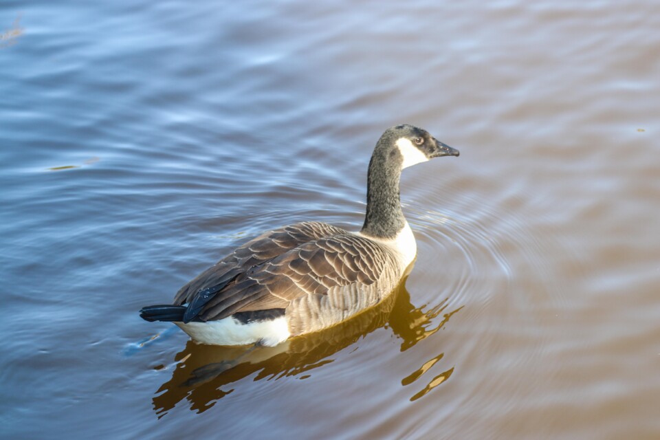 ganso-do-canada a 4.jpg