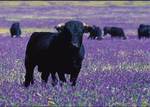 Belo Touro no campo.PNG