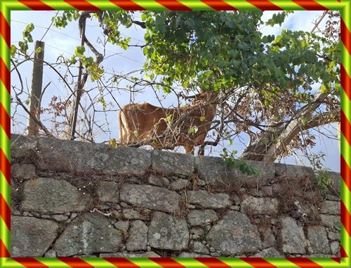 27b_Ponte_de_Lima (327).jpg