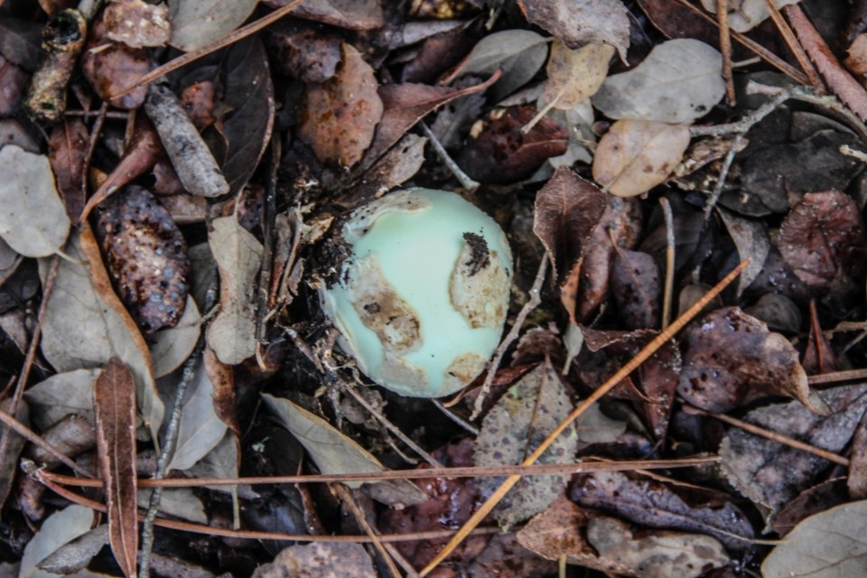 amanita citrina 8.jpg