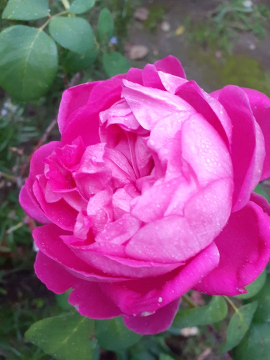 Rosa de Alexandria. Foto original. 2021.12.01.jpg