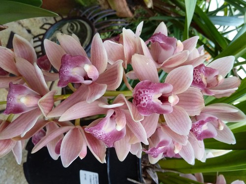 orquideas_Cymbidium.jpg