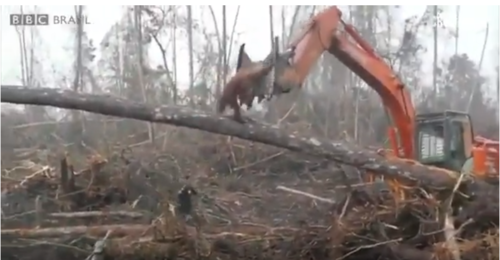 orangotango maquina.PNG orangotango maquina.PNG