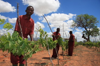 tanzanian wines.jpg tanzanian wines.jpg